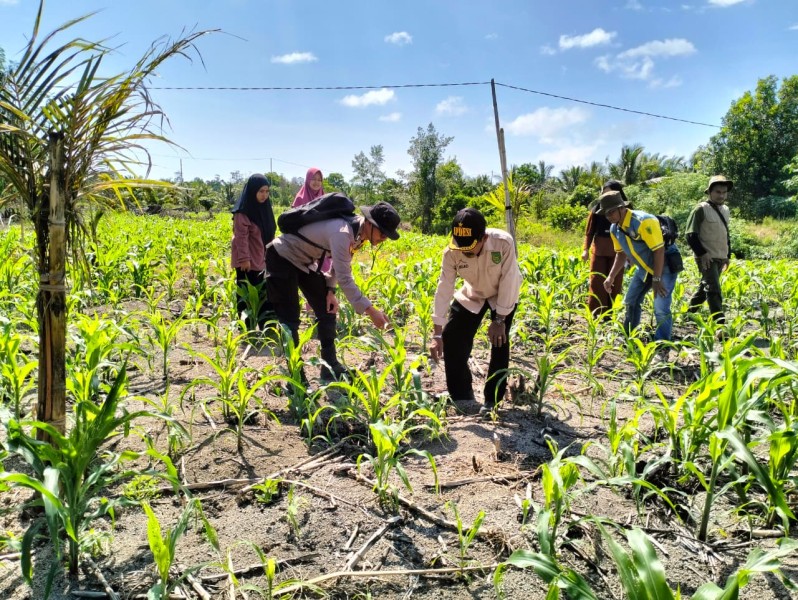 Bhabinkamtibmas Desa Sungai Teritip Cek Pertumbuhan Jagung, Hasil Tumbuh Merata
