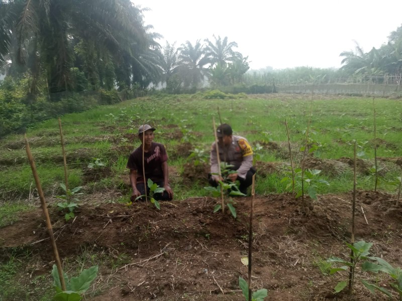 Bhabinkamtibmas Polsek Kuala Cenaku Pantau Lahan Terung di Desa Teluk Sungkai