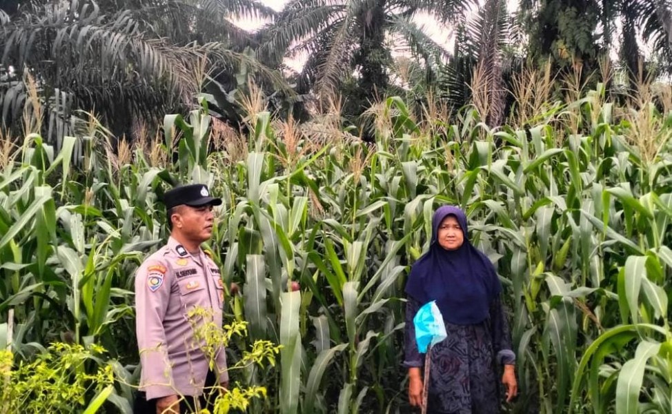 Dukung Ketahanan Pangan, Polsek Kuala Cenaku Pantau Perkembangan Jagung di Sukajadi