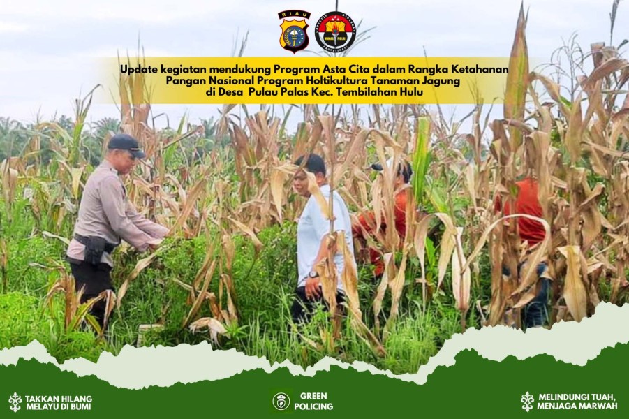 Polsek Tembilahan Hulu Panen Jagung Dukung Ketahanan Pangan di Desa Pulau Palas
