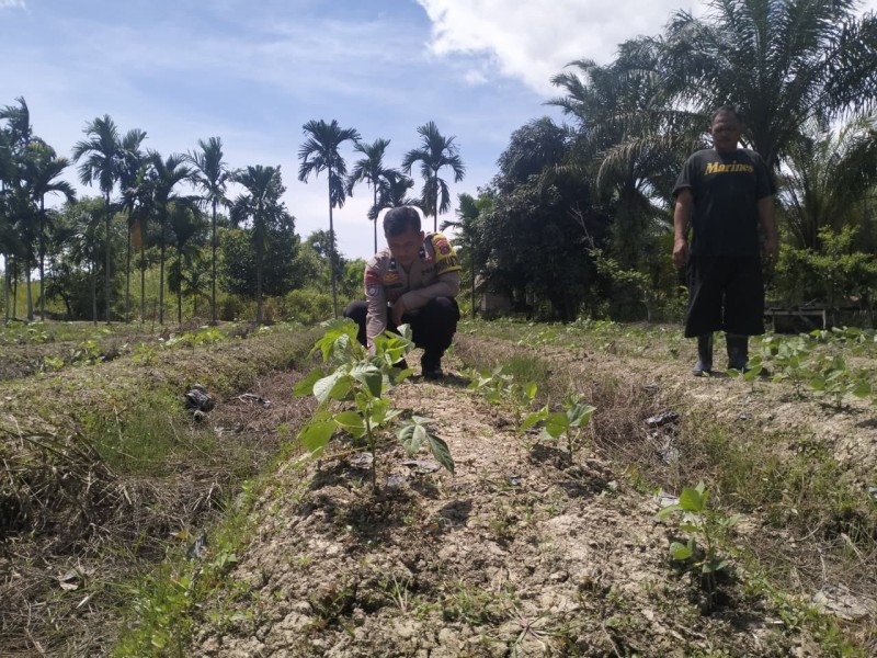 Jadi Sahabat Petani, Bhabinkamtibmas Polsek Tempuling AIPDA HENDRA TUA P. SITUMORANG Turun Langsung ke Ladang Cek Tanaman Kacang Hijau