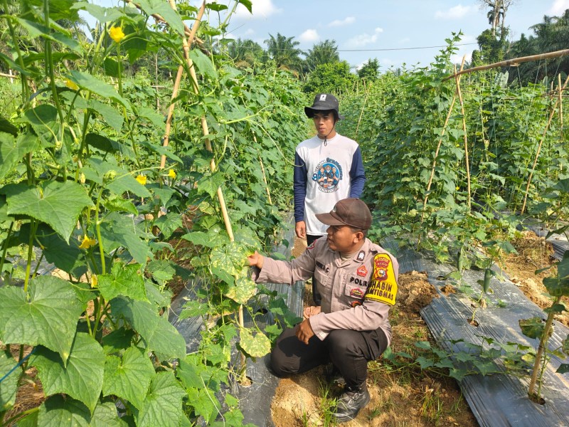 Bhabinkamtibmas Polsek Kuala Cenaku Sambangi Petani Timun di Teluk Sungkai Dukung Ketahanan Pangan
