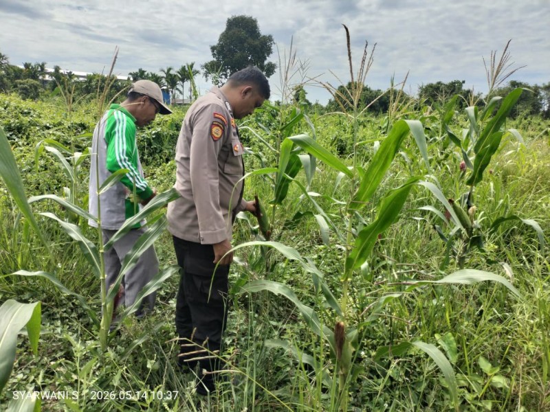 Polsek Tempuling Turun ke Lahan, Jagung Desa Teluk Jira Jadi Simbol Semangat Swasembada Pangan