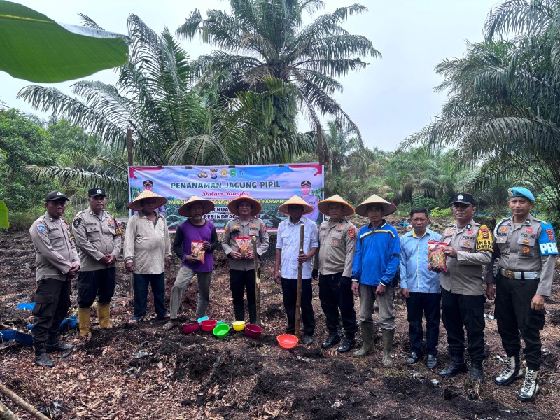 Dukung Program Ketahanan Pangan, Polsek Kuala Cenaku Tanam Jagung Pipil di Desa Sukajadi