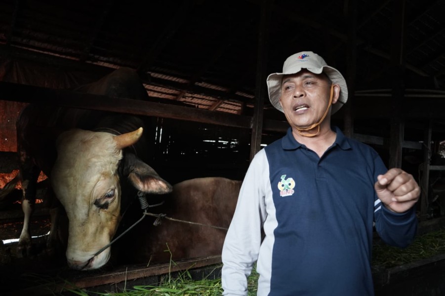 Bupati Inhil Tinjau Hewan Kurban Bantuan Presiden dan Gubernur, Siap Berlebaran Bersama Masyarakat di Sungai Guntung