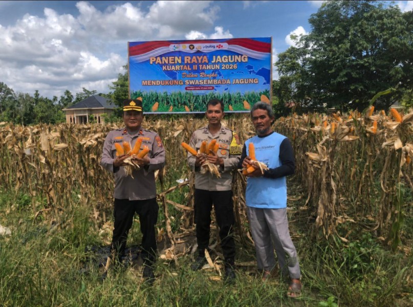 Polres Inhu Panen Raya Jagung 7 Ton di Pematang Reba dan Teluk Sejuah