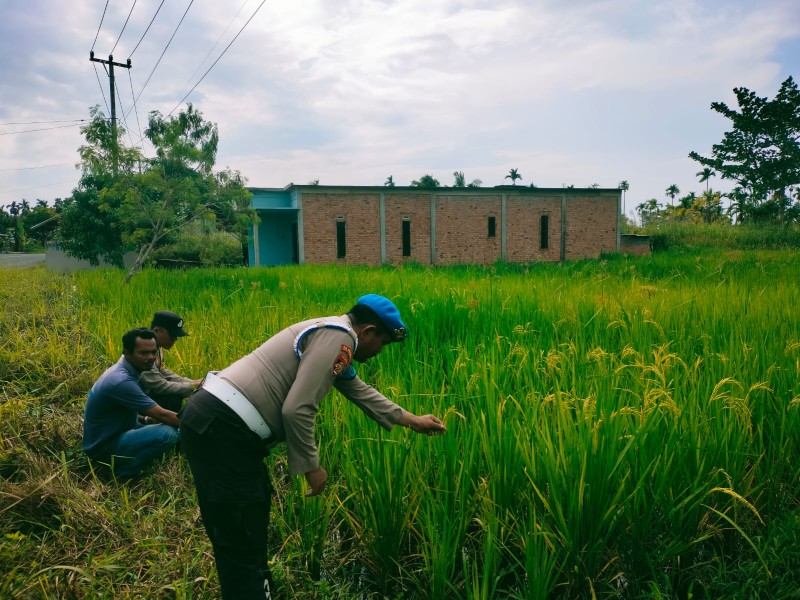 Polsek Tempuling Aktif Dukung Program Swasembada Ketahanan Pangan Polda Riau