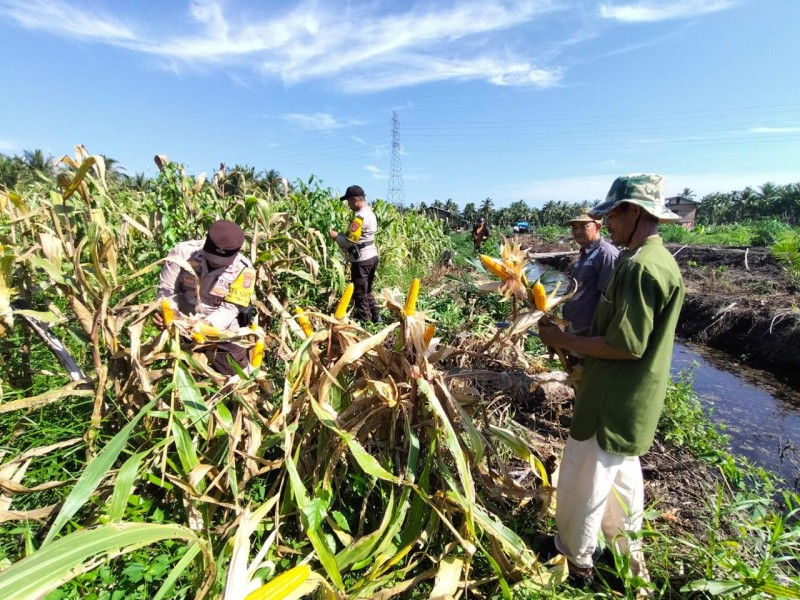 Jerih Payah Keringat Polsek Tembilahan Hulu Terbalas saat Panen Raya Jagung di Pulau Palas