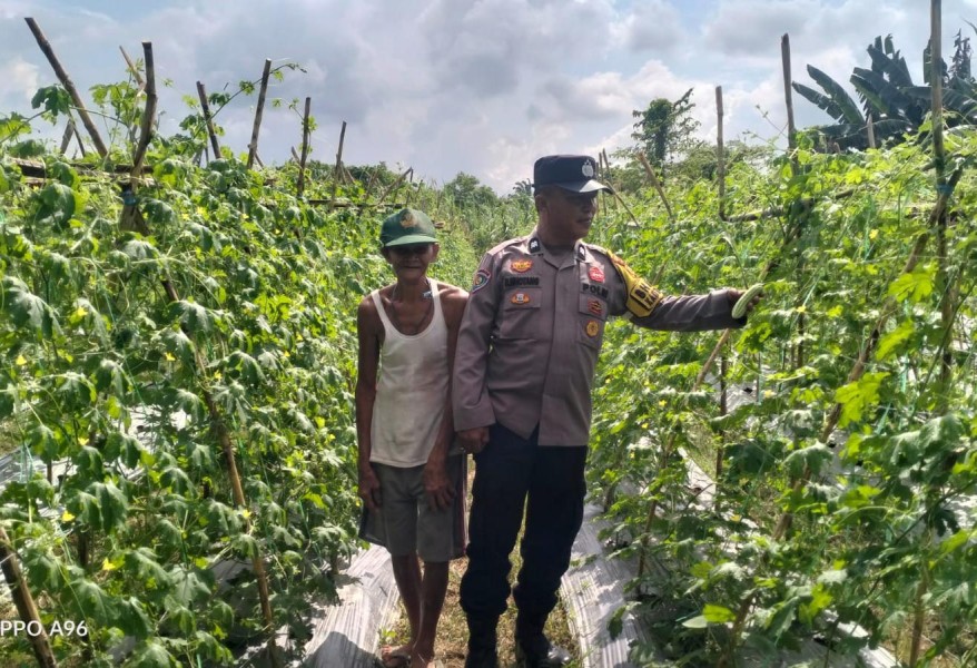 Strategi Mangaatkan Lahan Tidur di Pulau Gelang, Polsek Kuala Cenaku Dorong Petani Pare Tanam Jagung Pipil