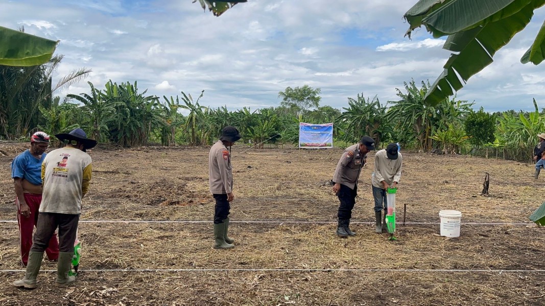 Polsek Kateman Tanam Kembali Jagung di Air Tawar, Bangkit dari Gagal Panen Demi Ketahanan Pangan