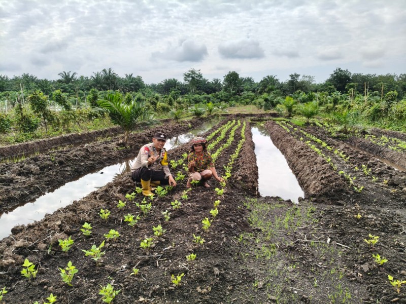 Polsek Tempuling Dampingi Petani Telo dan Cabe
