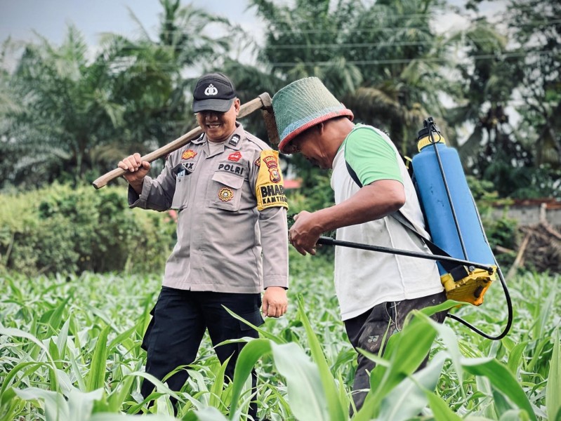 Polsek Lirik Pantau Perrumbuhan Jagung Pipil di Lahan Milik PT Pertamina EP Lirik