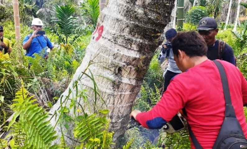 Hasil Verifikasi Disbun Inhil,  18.072 Batang Tanaman Kelapa Rusak