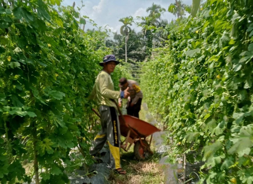 Bhabinkamtibmas Desa Teluk Sungkai Ajak Petani Sukseskan Ketahanan Pangan