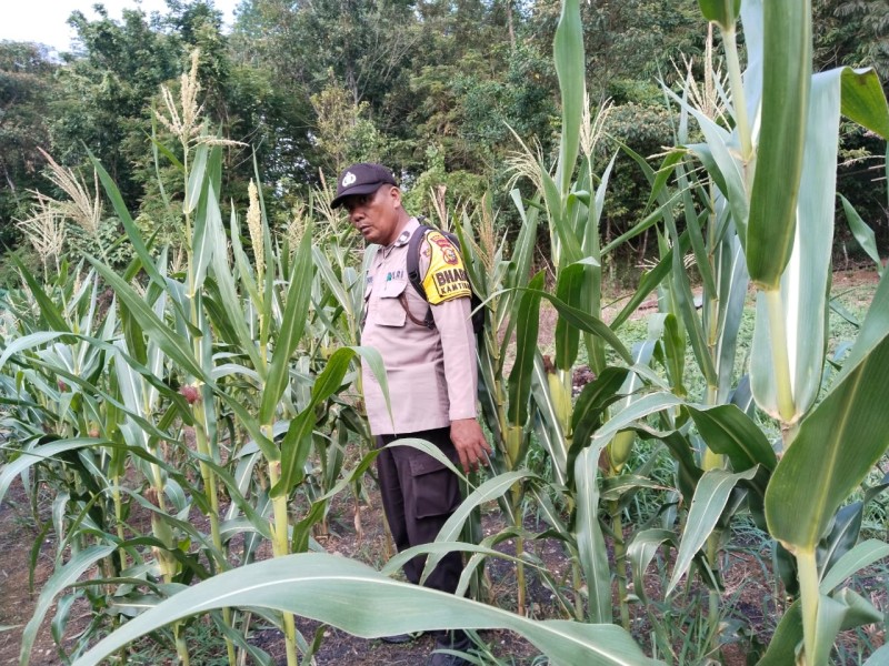 Dukung Ketahanan Pangan, Polsek Lirik Kawal Pertumbuhan Jagung Pipil di Lirik Area
