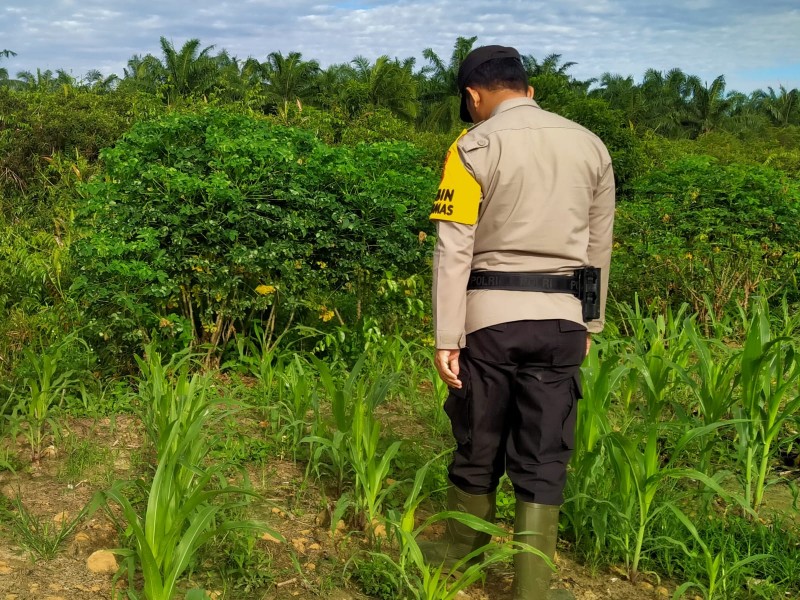 Polri Hadir untuk Petani, Bhabinkamtibmas Rantau Kopar Cek Ketahanan Pangan Jagung