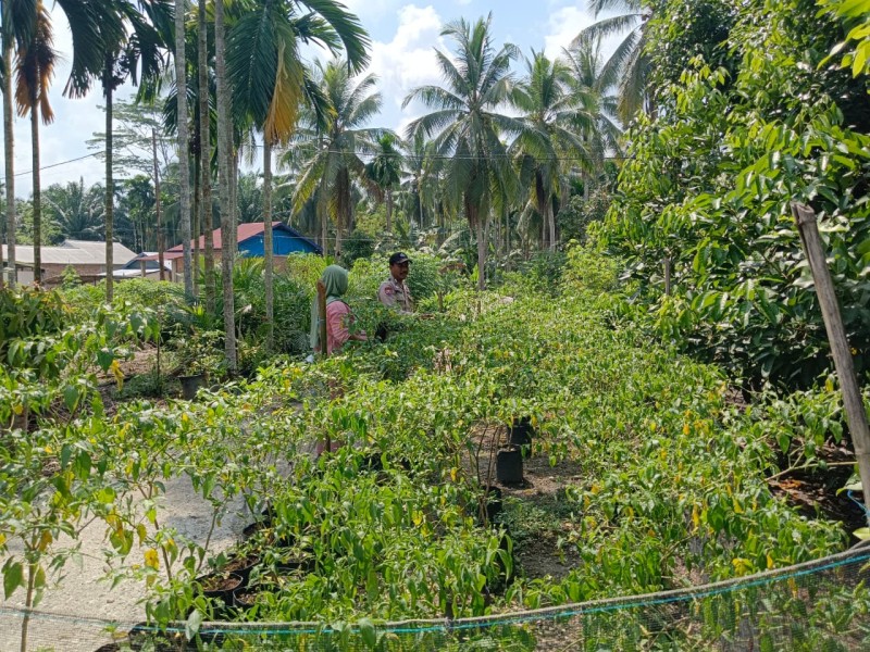 Bripka Erwin Sambangi Kebun Cabai Ibu Dewi di Desa Sencalang, Kawal Ketahanan Pangan