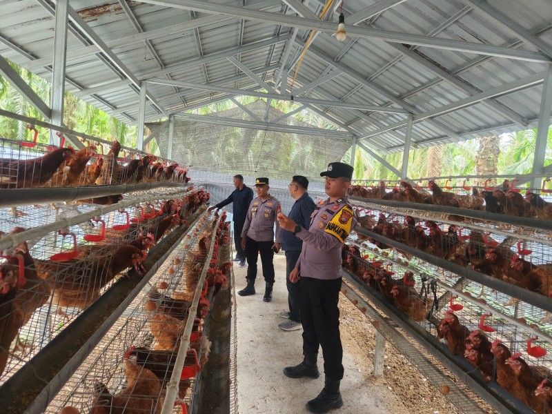 Melalui Program Ayam Petelur, Polsek Sabak Auh Dukung Ekonomi dan Ketahanan Pangan Warga