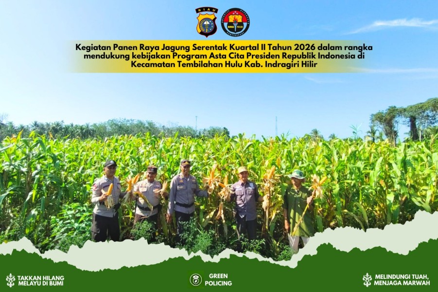 Giat Swasembada Pangan, Panen Jagung Polsek Tembilahan Hulu
