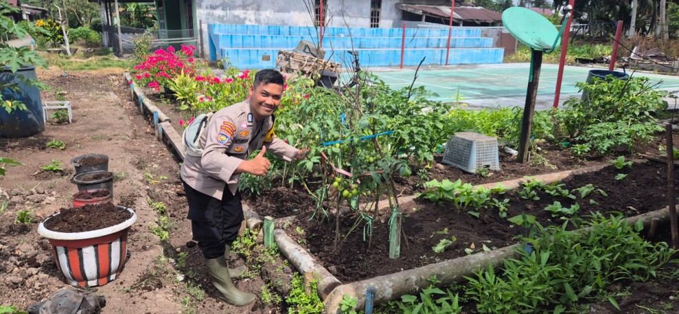 Bhabinkamtibmas Polsek Pelangiran Pantau Perkembangan Tanaman Terong dan Cabai di Desa Tagagiri Tama Jaya
