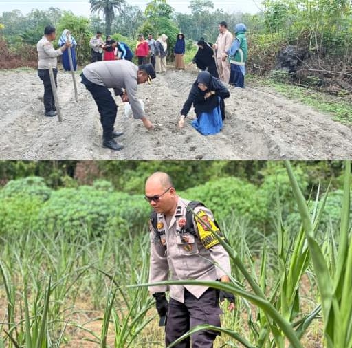 Swasembada Pangan Jagung Pipil Nasional, Polres Inhu Tanam hingga Pantau Perkembangan Tanaman