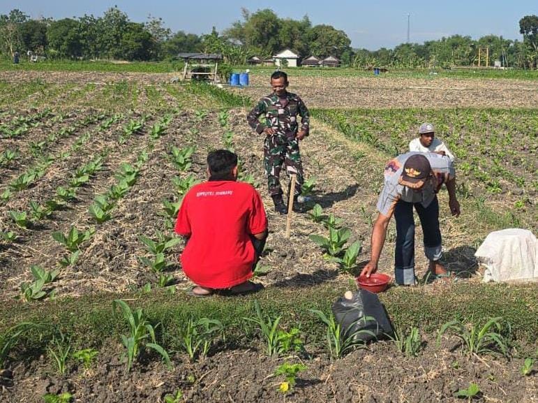 Serka Eko Bersama PPL Dampingi Petani Tanam Jagung di Desa Pojok Klitih