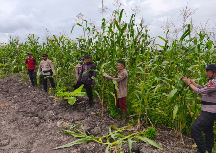 Polsek Sungai Batang Lakukan Pengecekan Program Ketahanan Pangan Jagung di Wilayah Binaan