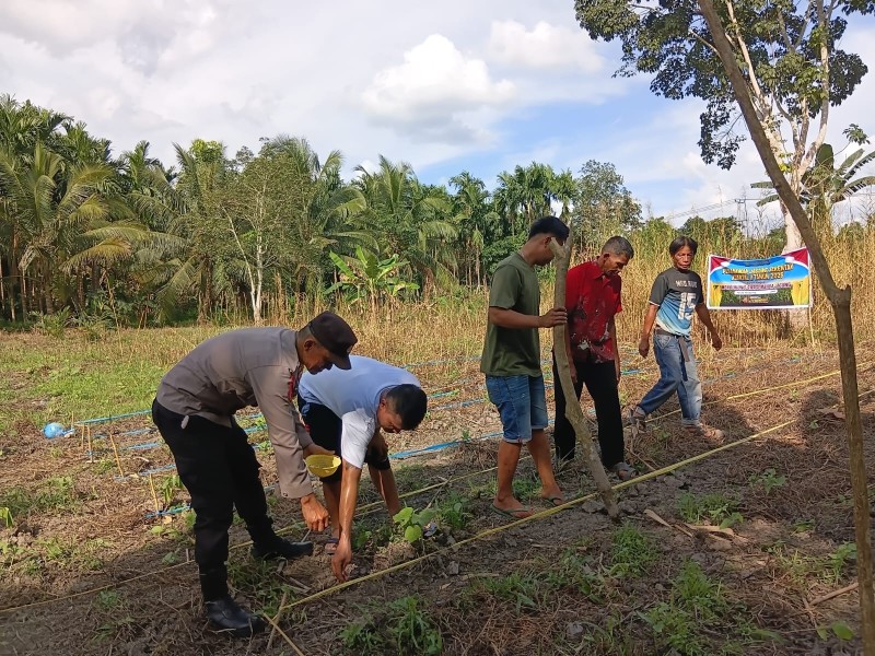 Bhabinkamtibmas Bersama Kelompok Tani Gembira Laksanakan Penanaman Jagung di Tempuling