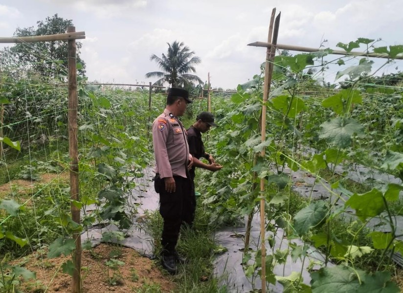 Polsek Kuala Cenaku Ajak Warga Pulau Gelang Tanam Jagung Pipil di Lahan Kosong