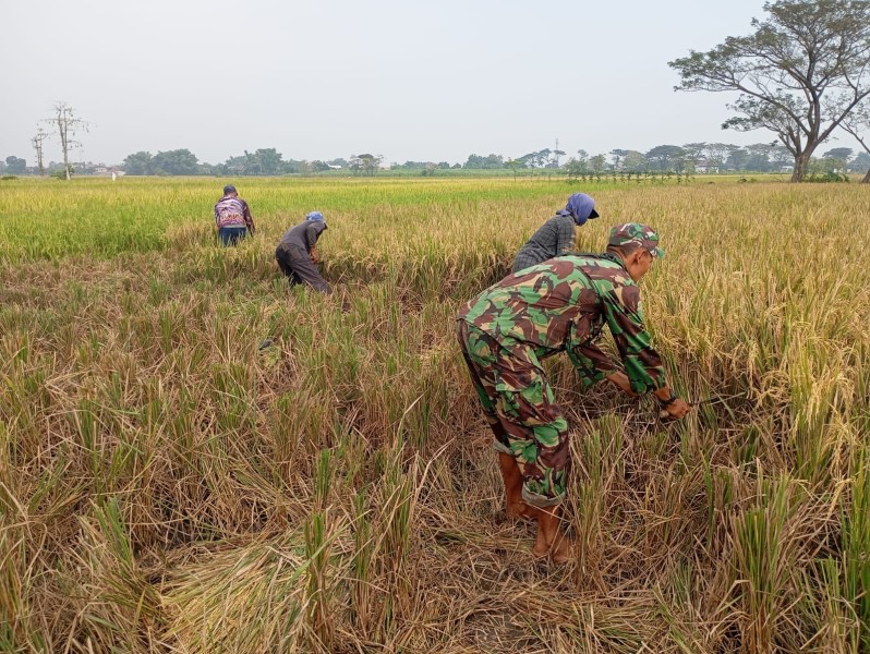 Serka Sali Dampingi Petani Desa Krembangan Panen Padi