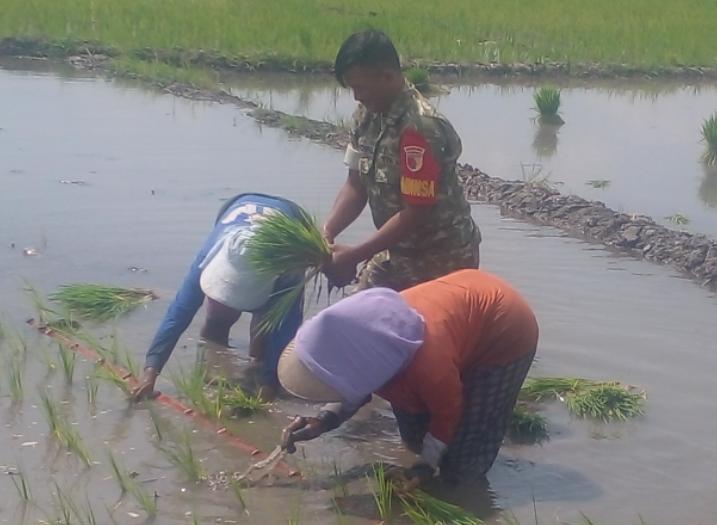Babinsa Koramil Jombang Kota Optimalkan Ketahanan Pangan di Desa Sumberejo