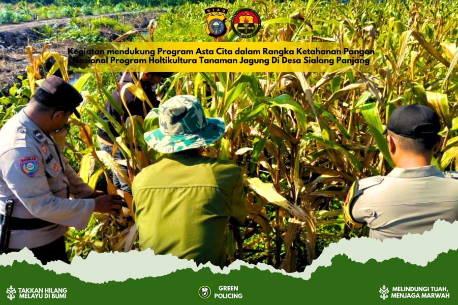 Hasil Panen Jagung Kuartal II, Polsek Tembilahan Hulu dan Warga Pulau Palas Wujudkan Swasembada Pangan
