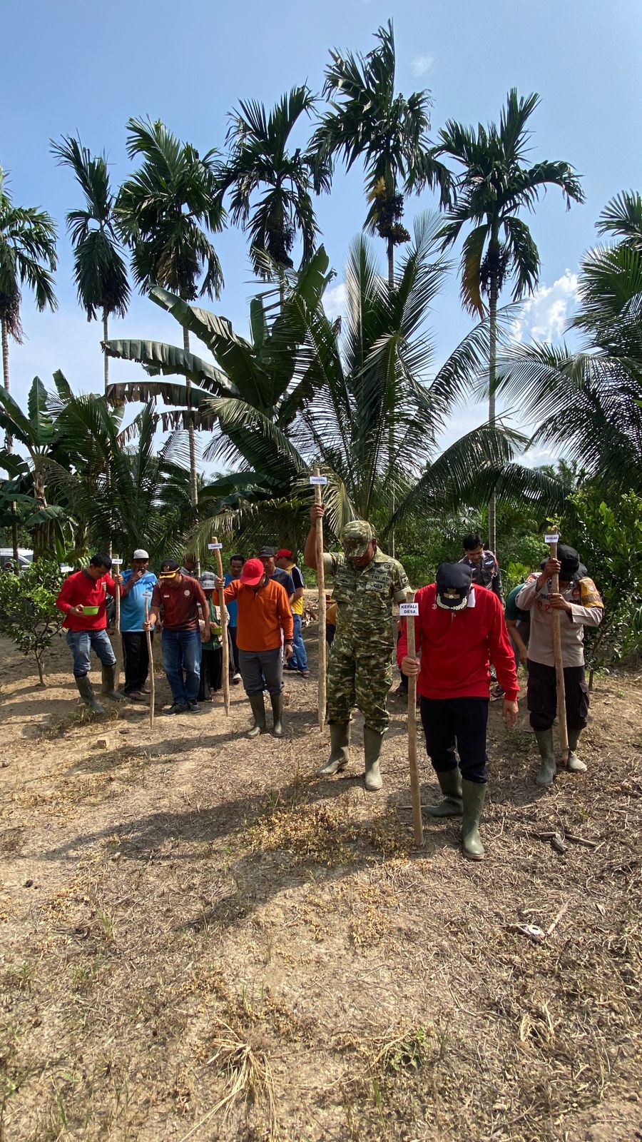 Dukung Program Ketahanan Pangan, Pemdes Limau Manis bersama Bumdes Tanam Jagung