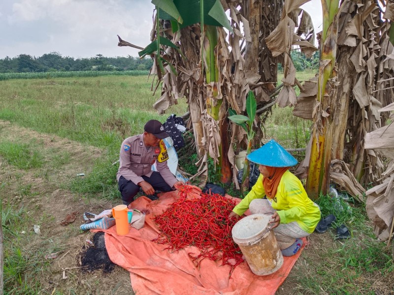 Dialog Produktif Polsek Kuala Cenaku dan Petani Tanjung Sari Selamatkan Sawah dari Konversi