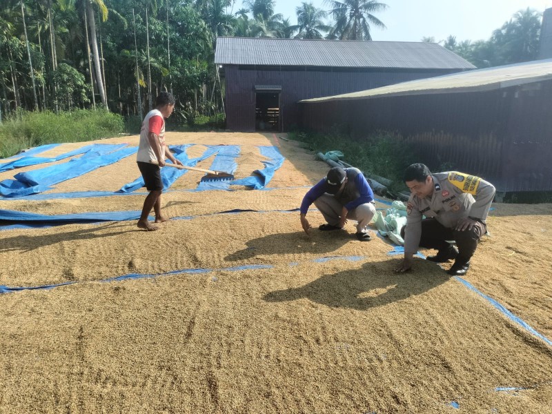 Babinkamtibmas Benteng Barat Polsek Benteng Aipda Doci Cinta Petani, Jemur Padi Dukung Ketahanan Pangan