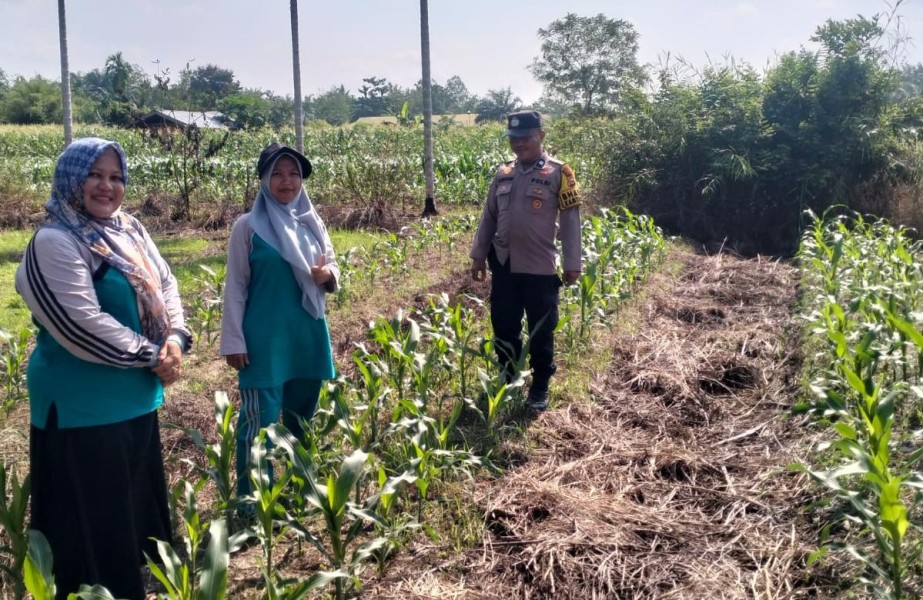 Bhabinkamtibmas Polsek Kuala Cenaku Sambangi Petani Jagung Manis di Teluk Keladi, Dukung Ketahanan Pangan Nasional