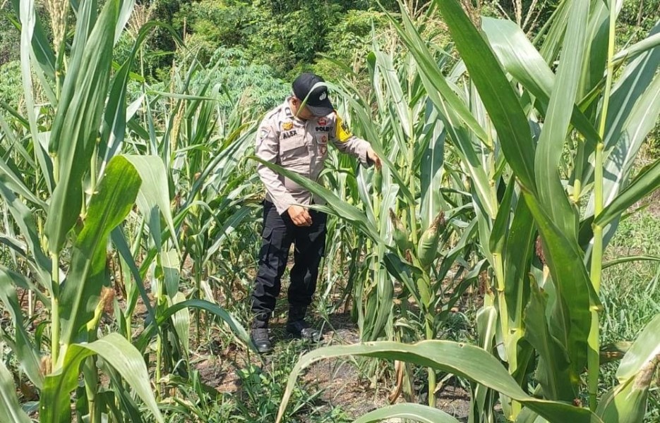 Sinergi Polsek Lirik dan KT Berkah Tani Kawal Jagung 1 Ha di Lirik Area
