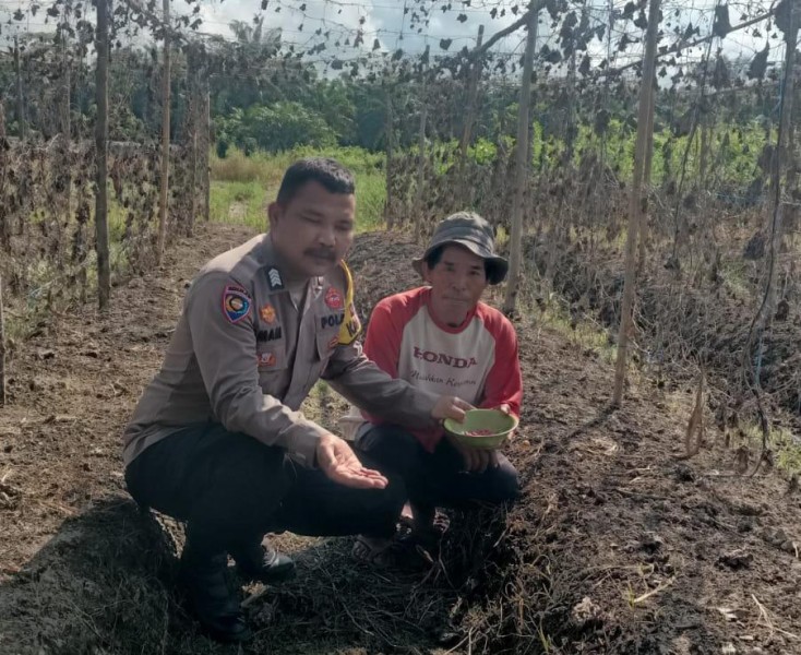 Polsek Kuala Cenaku Dorong Petani Timun Garap Sektor Potensial Demi Ketahanan Pangan