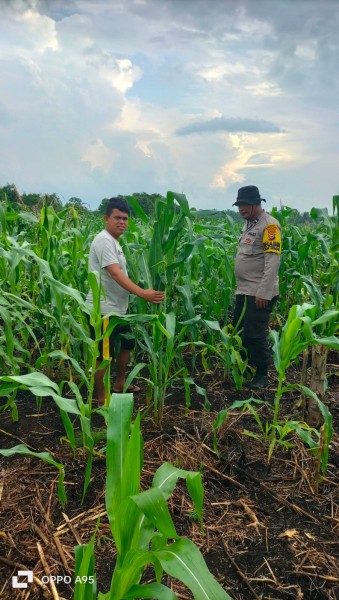 Bhabinkamtibmas Desa Bente Cek Perkembangan Jagung Pipil di Desa Igal Dukung Ketahanan Pangan Nasional