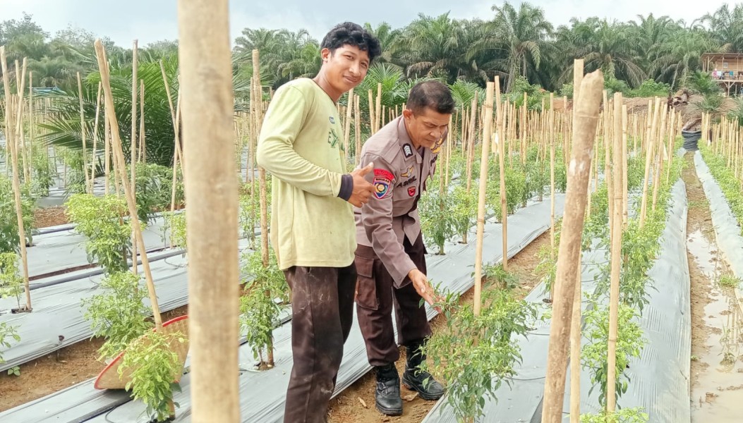 Asistensi Polres Inhu: Lahan Pekarangan di Aur Cina Jadi Ladang Cabai Produktif