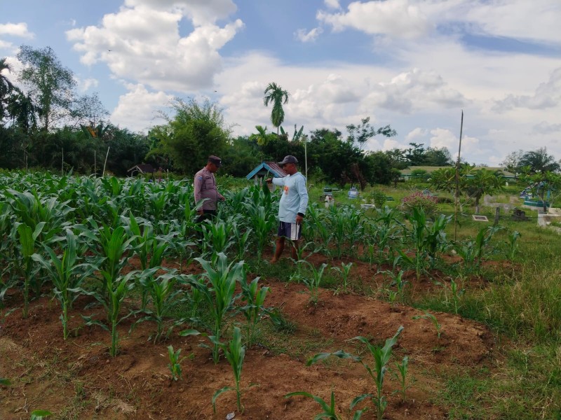 Dukung Ketahanan Pangan, Polsek Kuala Cenaku Sambangi Petani Jagung Manis di Desa Tanjung Sari