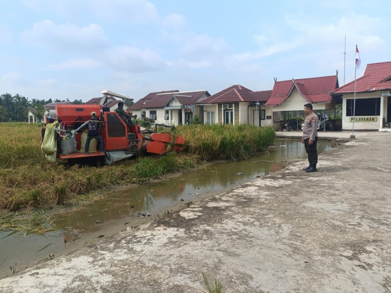 Polsek Sungai Batang Bersama Warga Panen Padi Lahan Polsek, Dukung Ketahanan Pangan