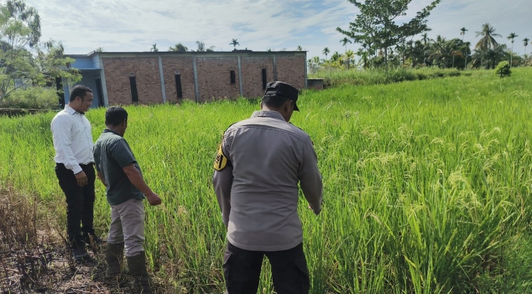 Polsek Tempuling Dukung Program Swasembada Ketahanan Pangan Polda Riau melalui Pengecekan Lahan Padi