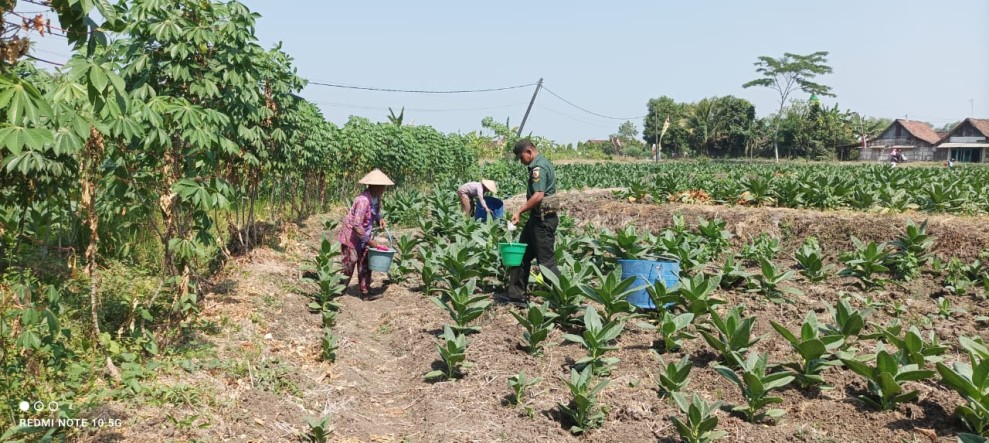 Serda Lalu Dampingi Petani Tanam Tembakau