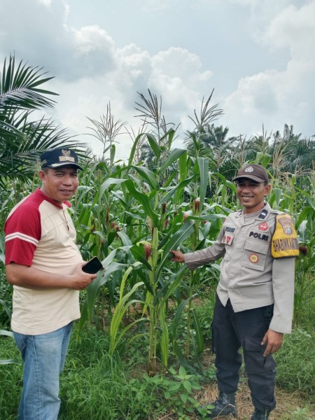 Pemdes Limau Manis Monitoring Tanaman Jagung BUMDes Mianggul Gemilang, Dorong Lumbung Pangan Desa