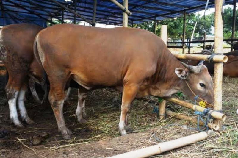 Mayoritas Hewan Kurban di Pekanbaru dalam Kondisi Sehat, Pengawasan Diintensifkan
