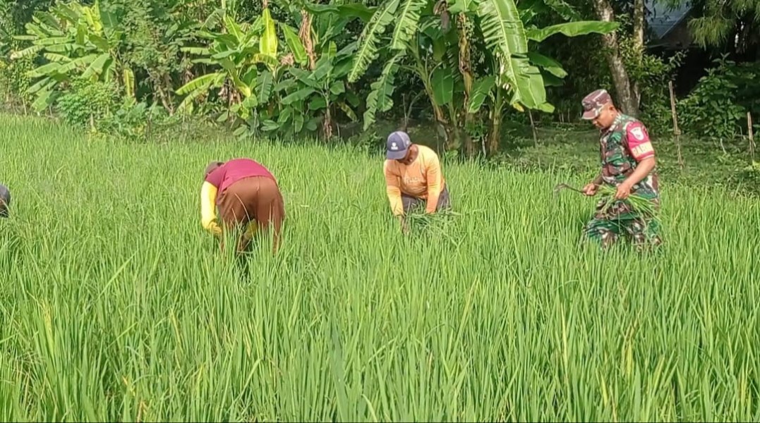 Sertu Dermawan Dampingi Petani Sidomulyo