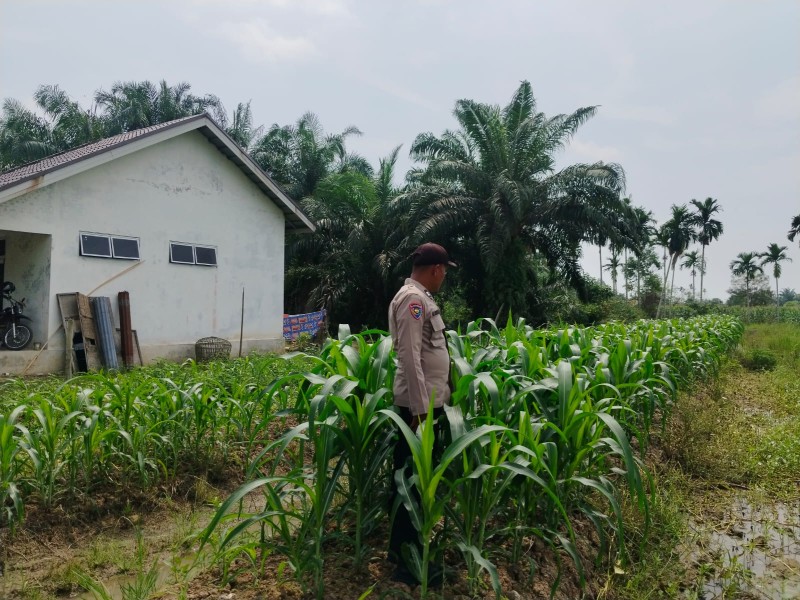 Swasembada Pangan dengan Jagung Pipil, Ini yang Dilakukan Polres Inhu