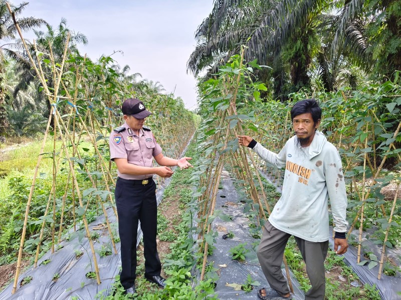 Bhabinkamtibmas Kuala Cenaku Kunjungi Petani Rawa Asri, Imbau Hindari Bakar Lahan