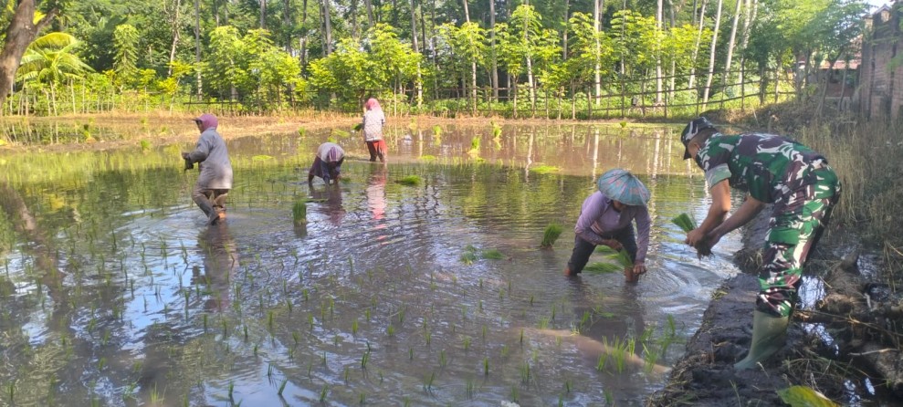 Satgas TMMD Ke-128 Kodim 0820 Melakukan Pendampingan Kepada Kelompok Petani